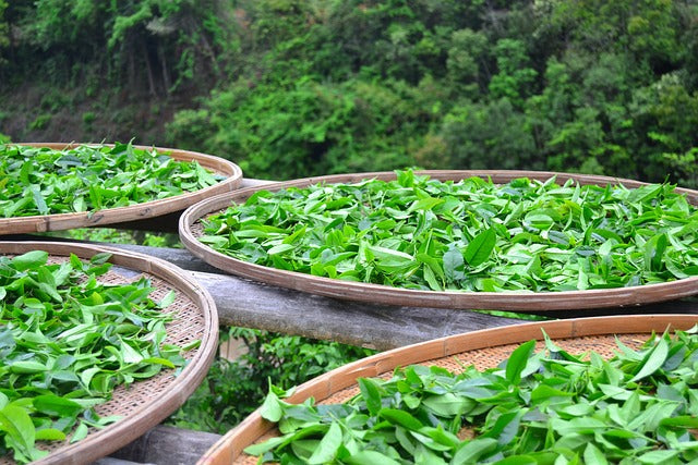 Large bamboo trays loaded with green tea leaves.