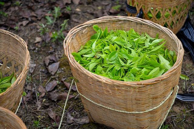 Your Guide to the Original Tea: Green Tea - English Tealeaves
