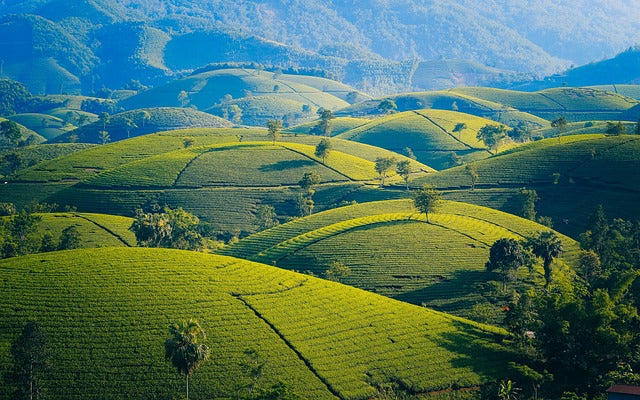 Your Guide to Tasting Terroir in Tea