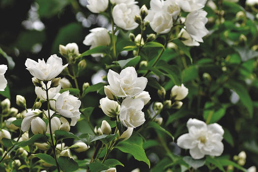Display of white jasmine blossoms and green foilage